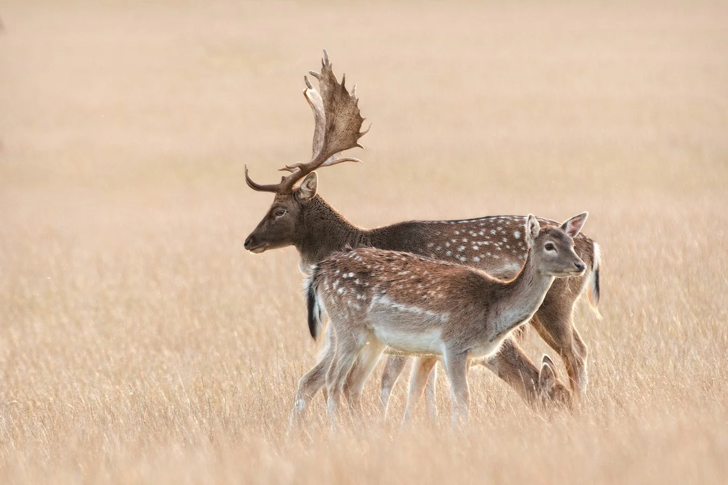 European fallow deer (Dama dama)