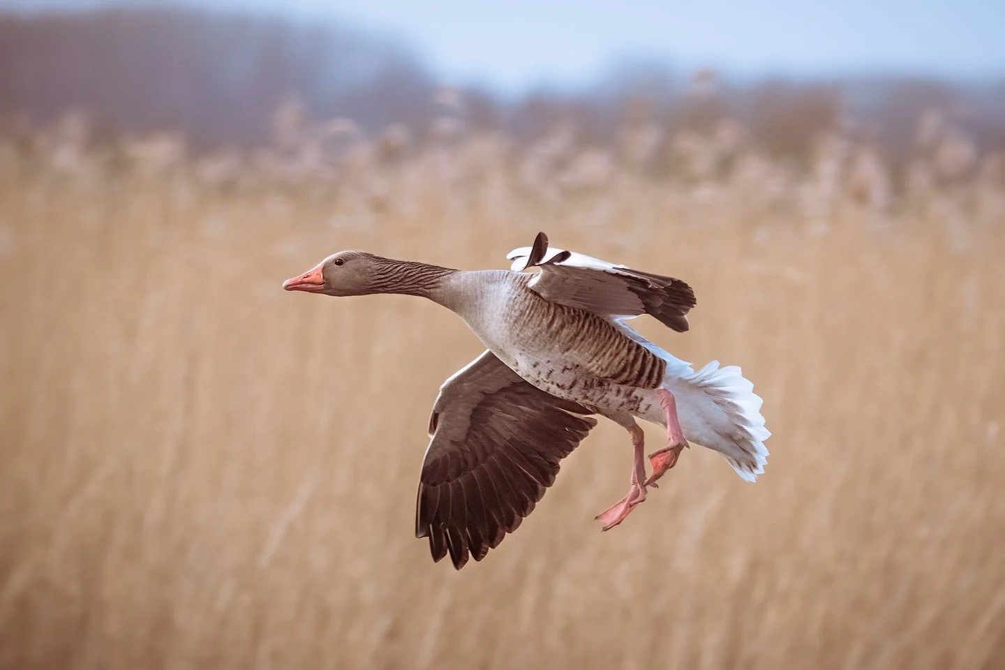 Greylag goose  (Anser anser)