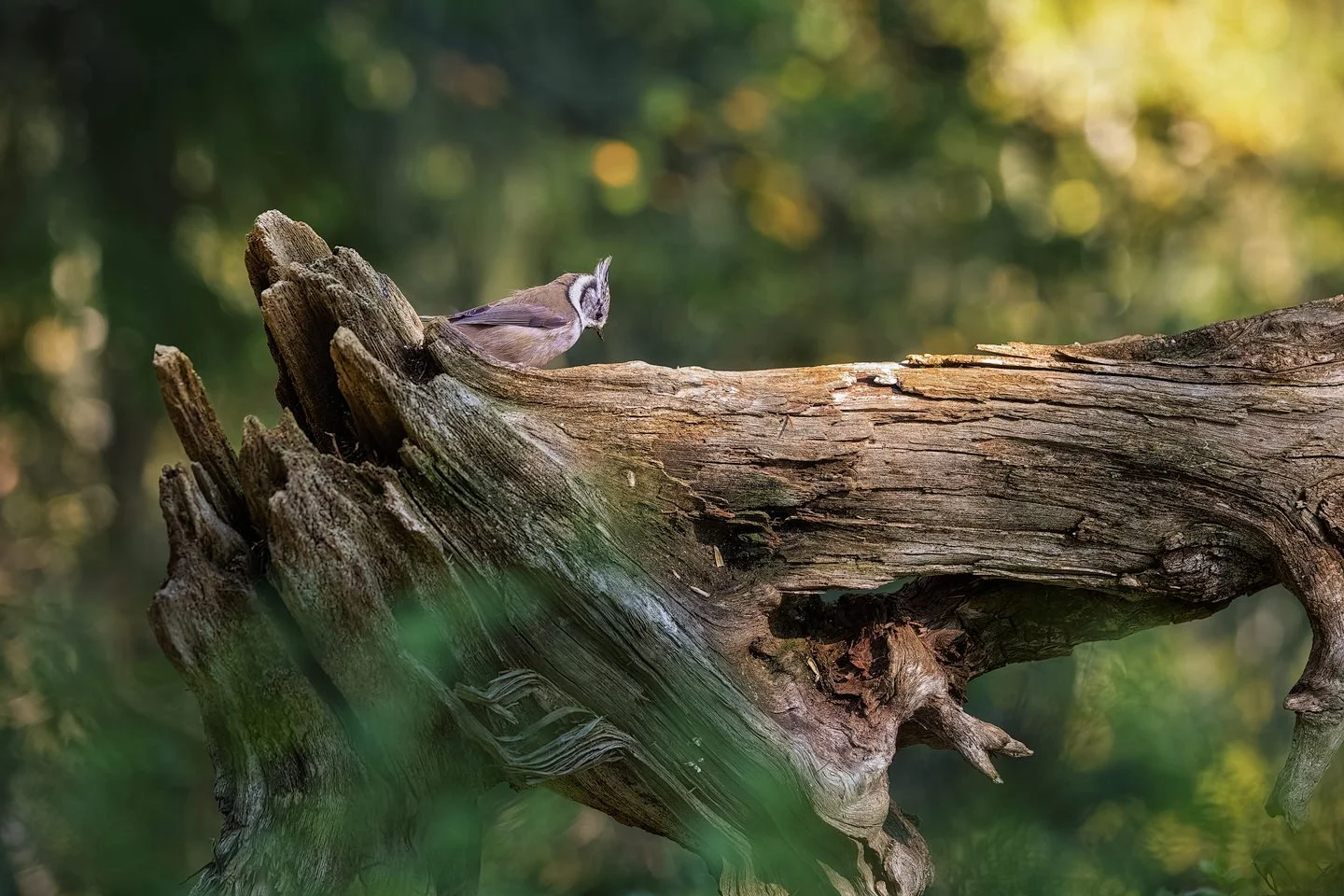 Crested tit (Lophophanes cristatus)