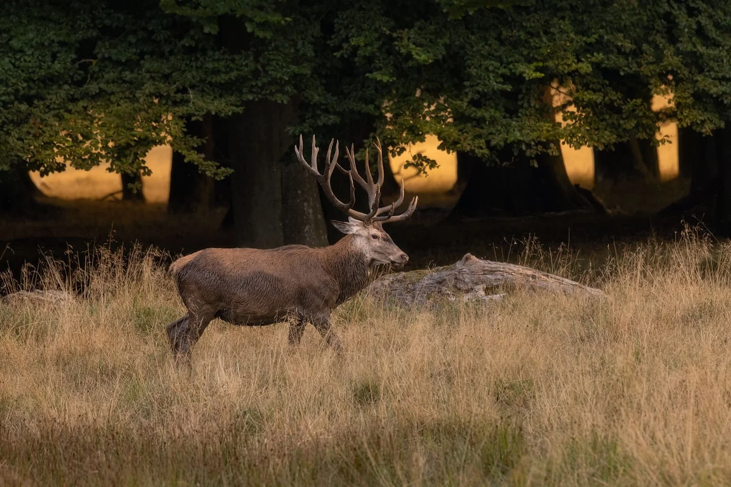 Red deer stag (Cervus elaphus) 