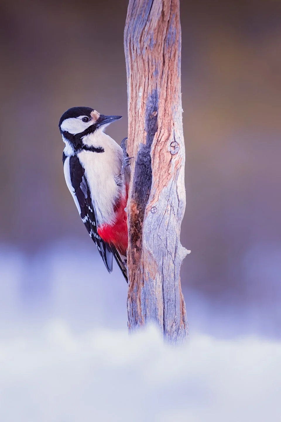 Great spotted woodpecker (Dendrocopos major)