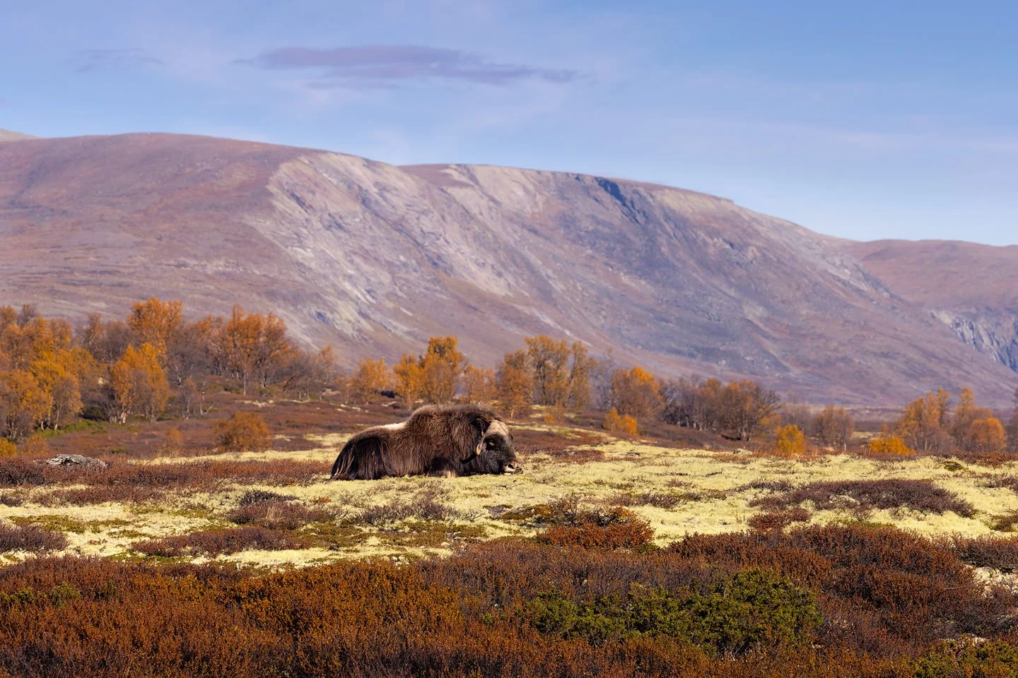 Musk Ox (Ovibos moschatus)