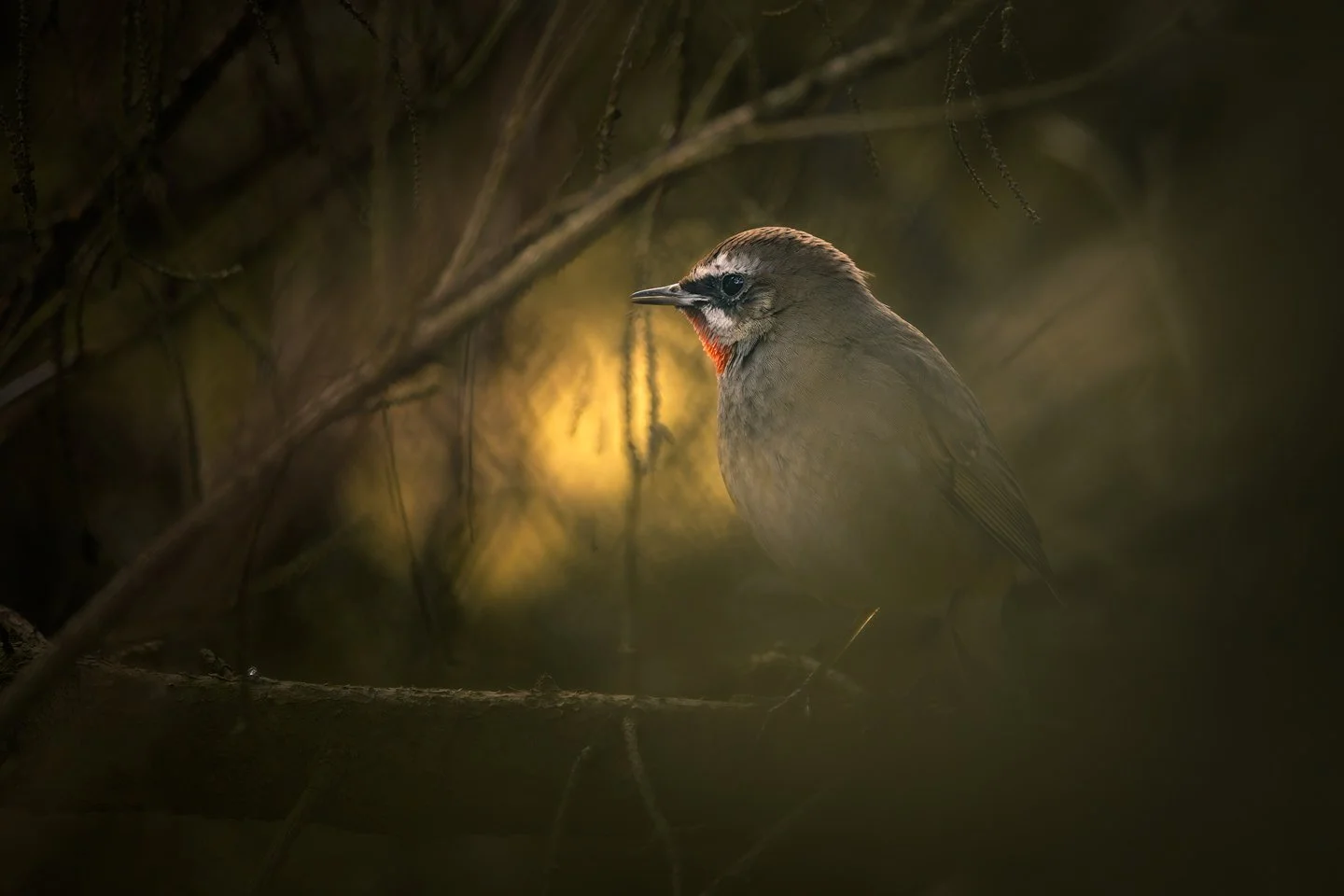 Siberian rubythroat (Luscinia calliope)