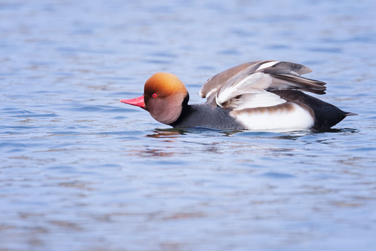 Red-crested pochard (Netta rufina)