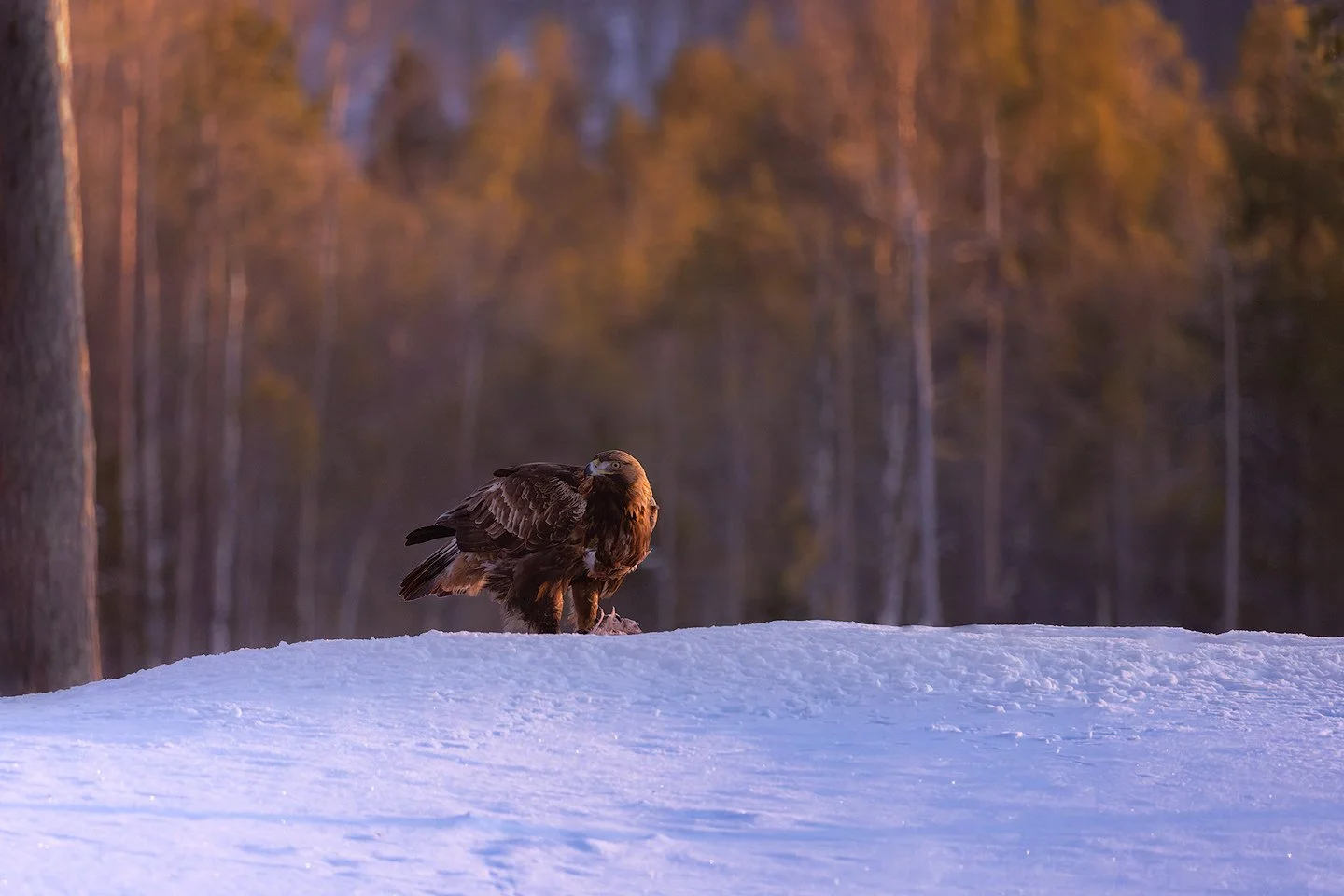 Golden eagle (Aquila chrysaeto)