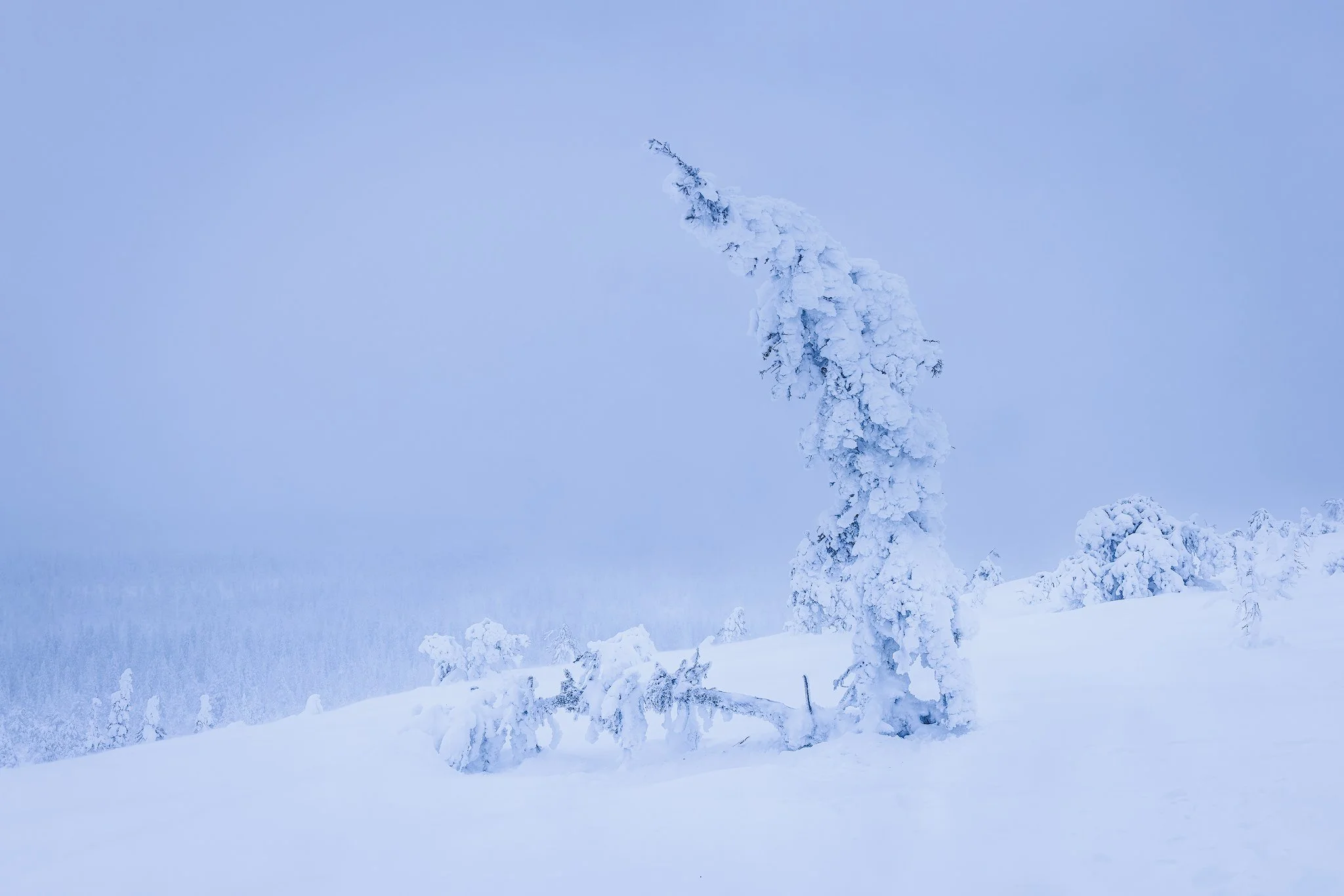 Riisitunturi National Park, 2025