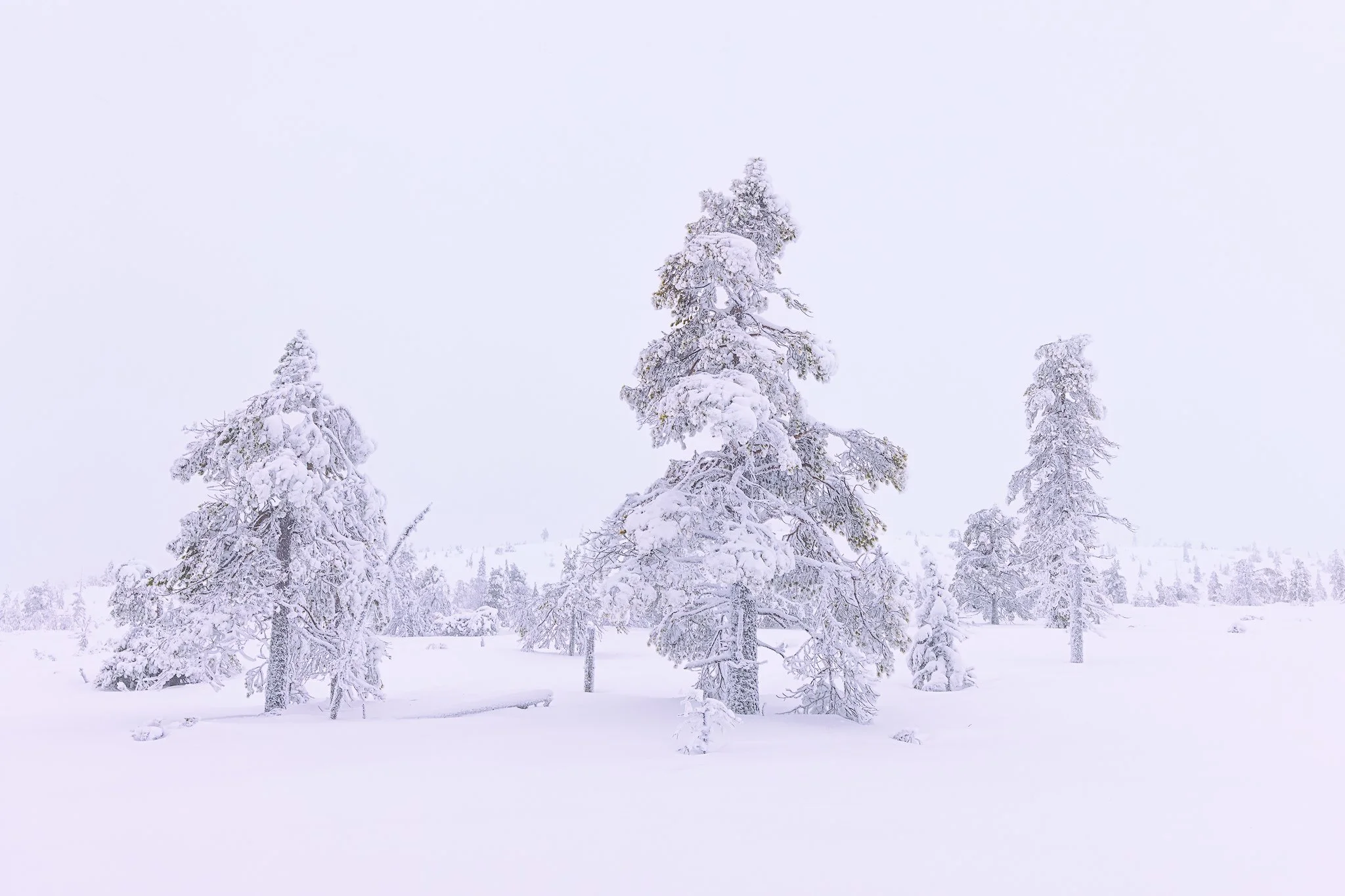 Riisitunturi National Park, 2025