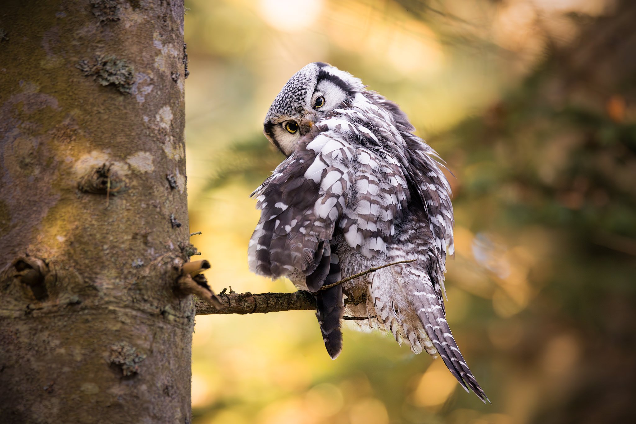 Northern Hawk-Owl (Surnia ulula)