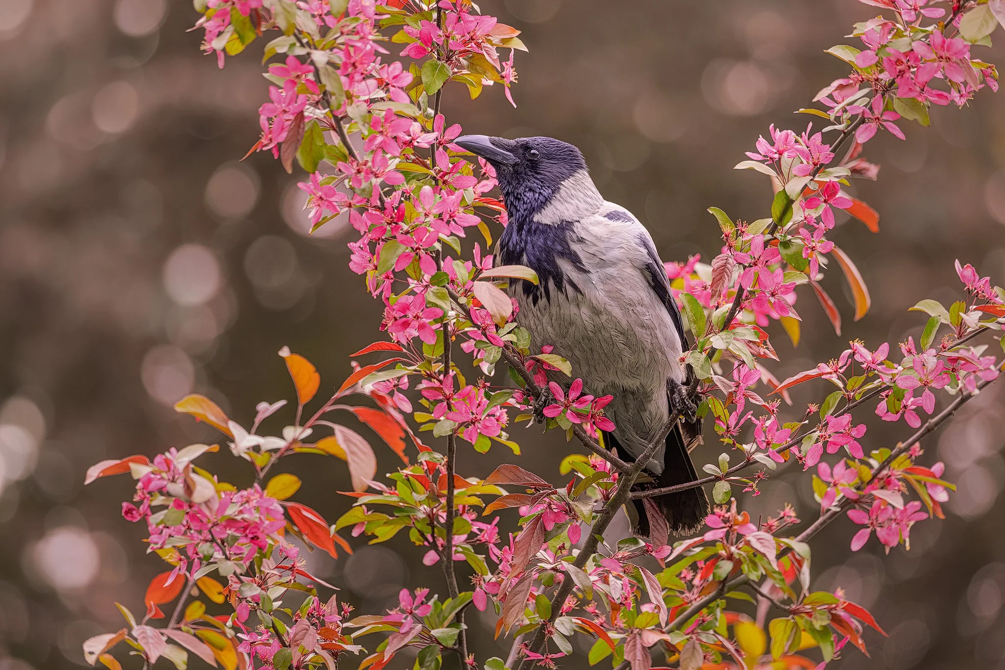 Hooded crow (Corvus corone cornix)