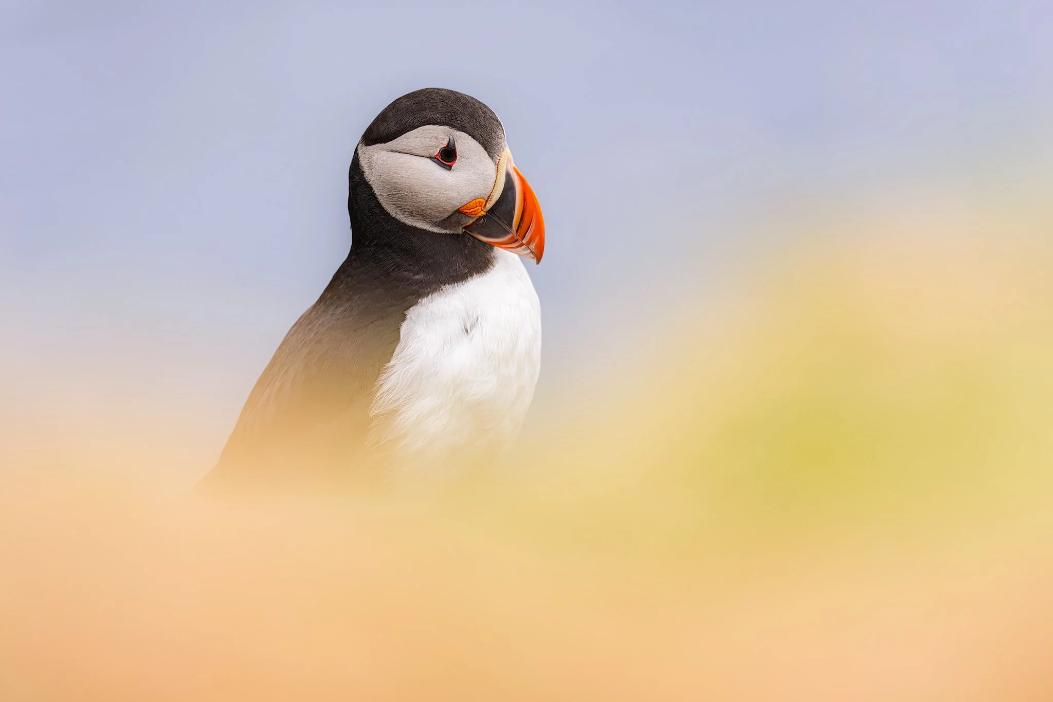 Atlantic Puffin (Fratercula arctica)