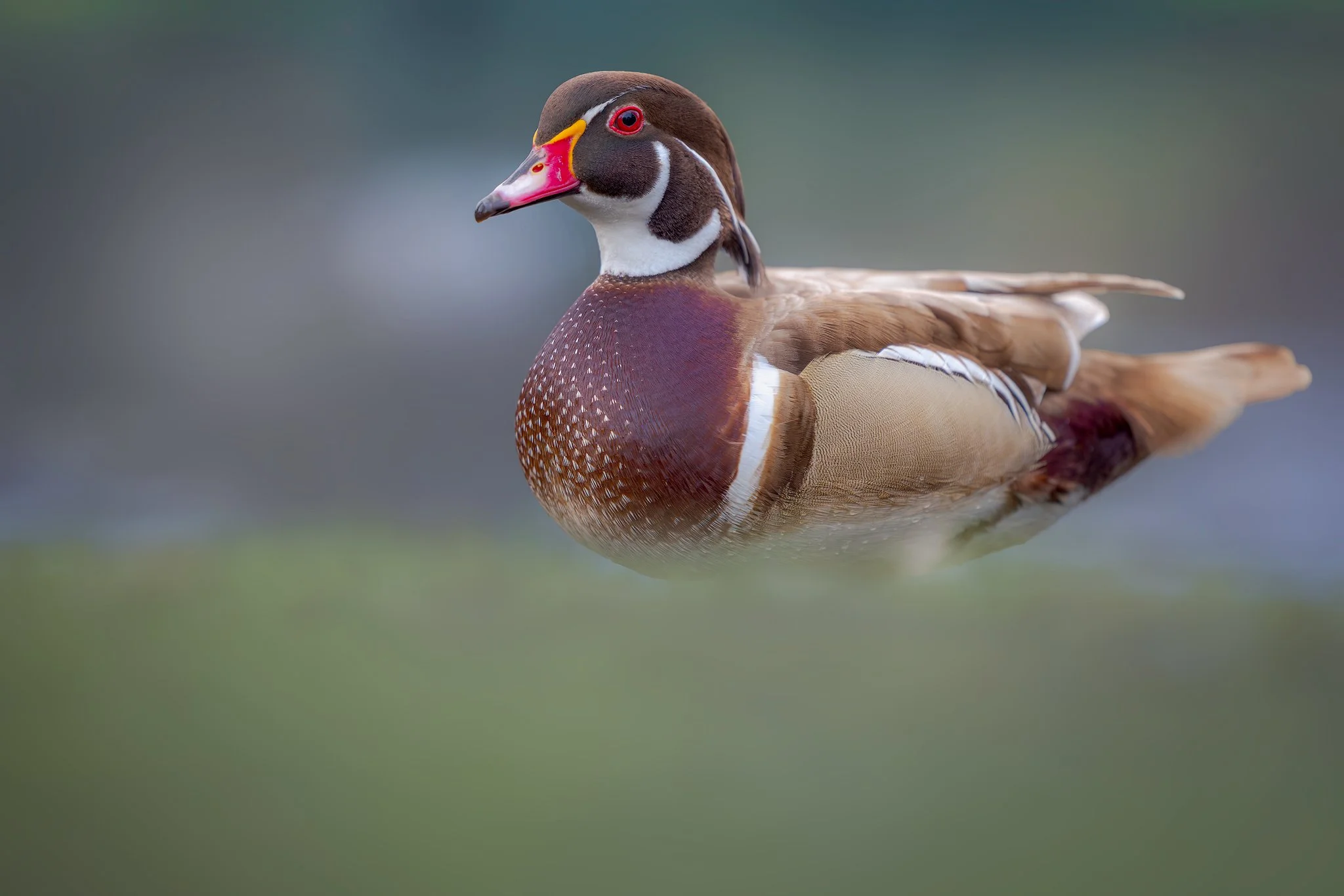 Wood duck (Aix sponsa)