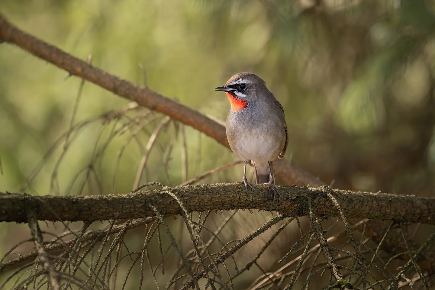 Siberian rubythroat (Luscinia calliope)
