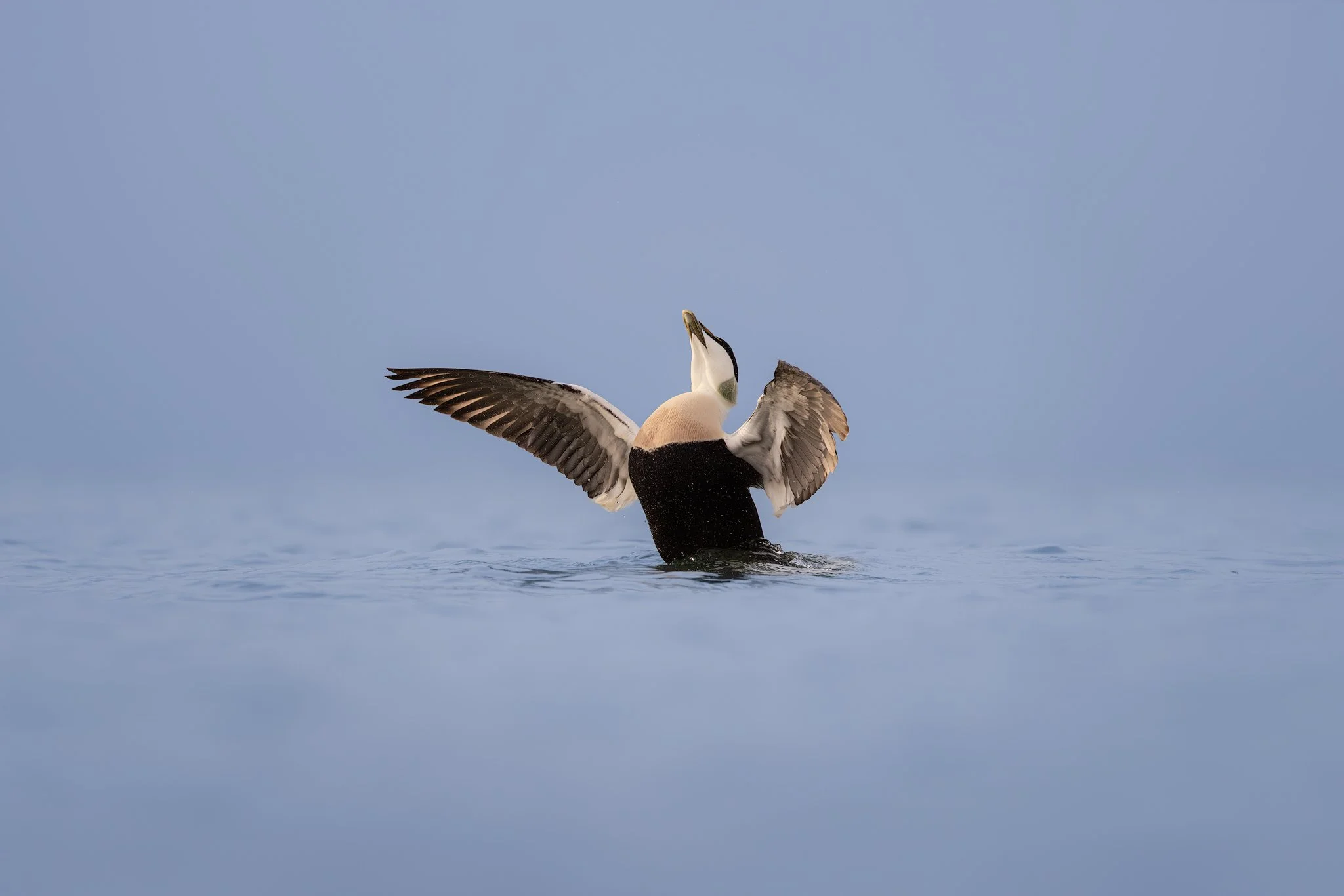Common eider (Somateria mollissima)