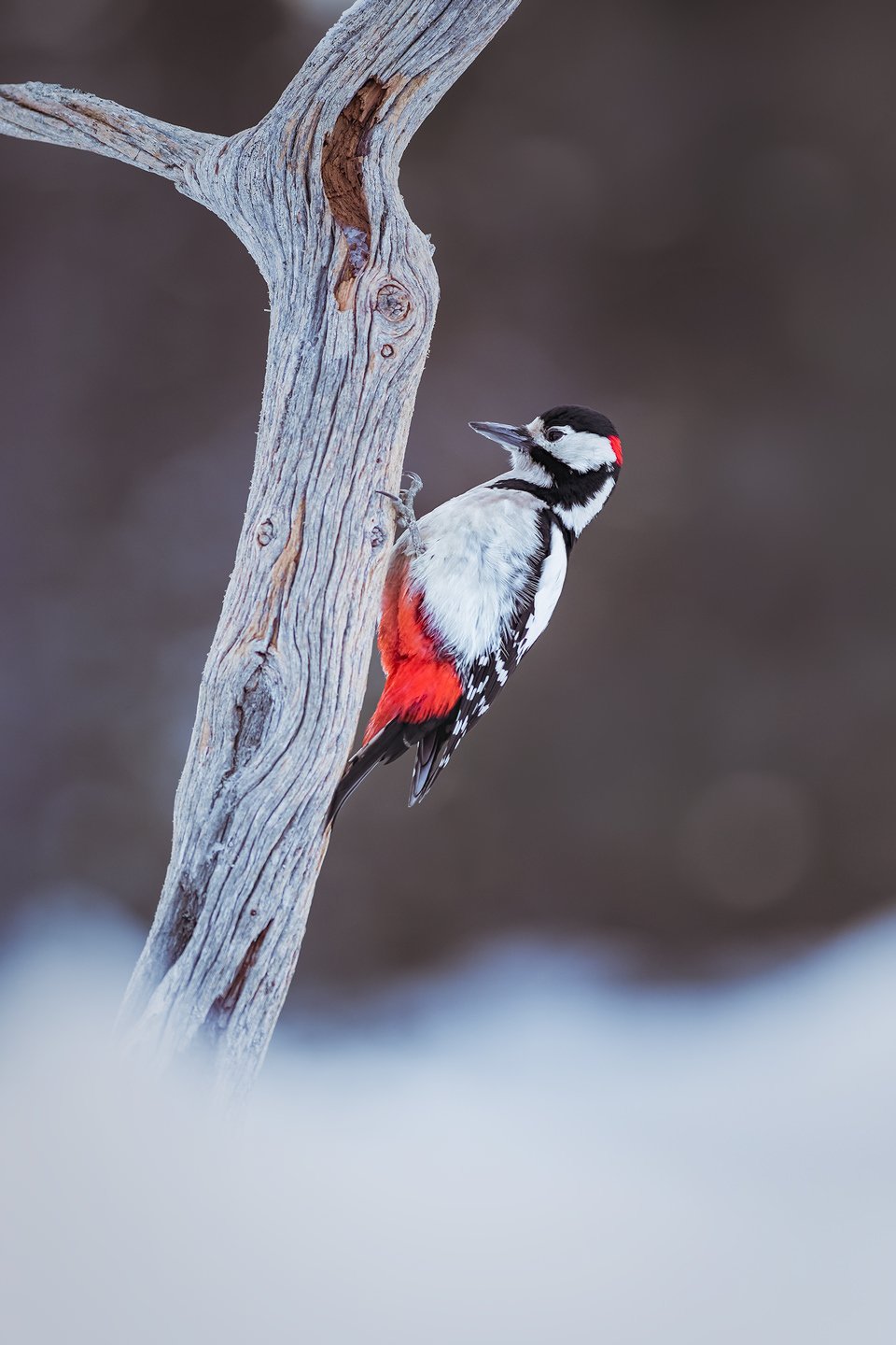 Great spotted woodpecker (Dendrocopos major)