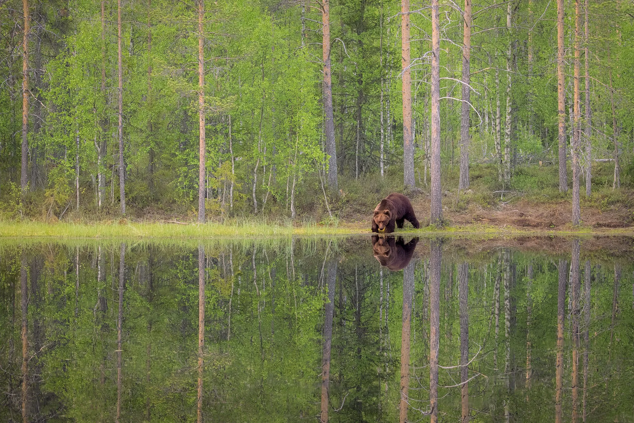 Brown bear (Ursus arctos)