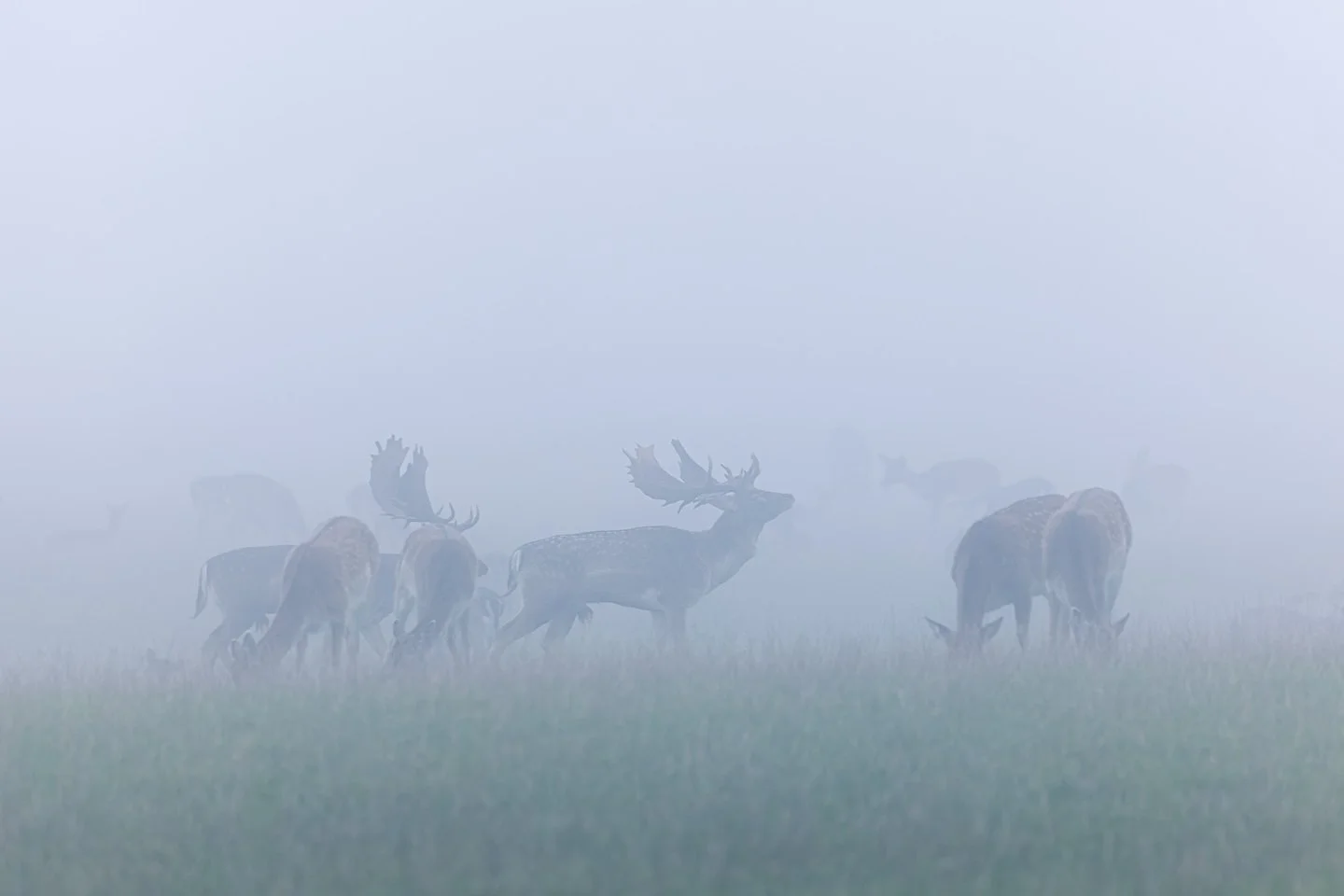Fallow Deer (Dama dama)