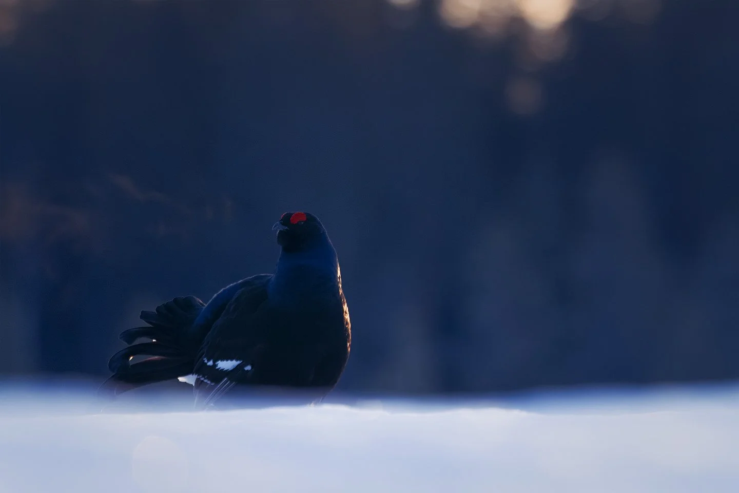Black grouse (Lyrurus tetrix)