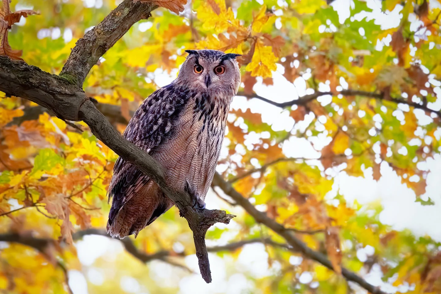 Eurasian Eagle-Owl (Bubo bubo)