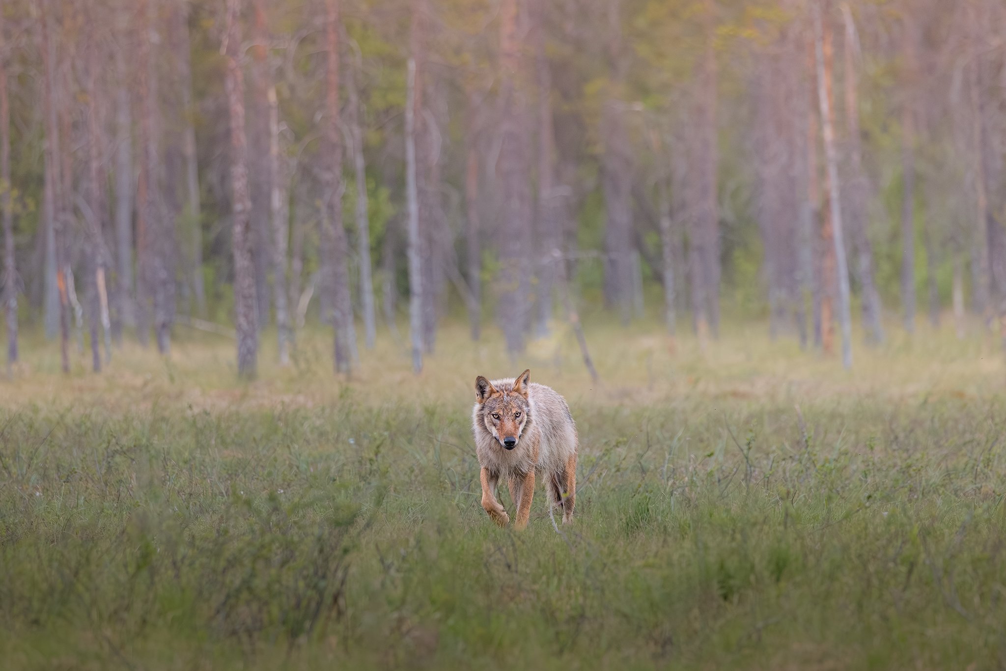 Wolf (Canis lupus)