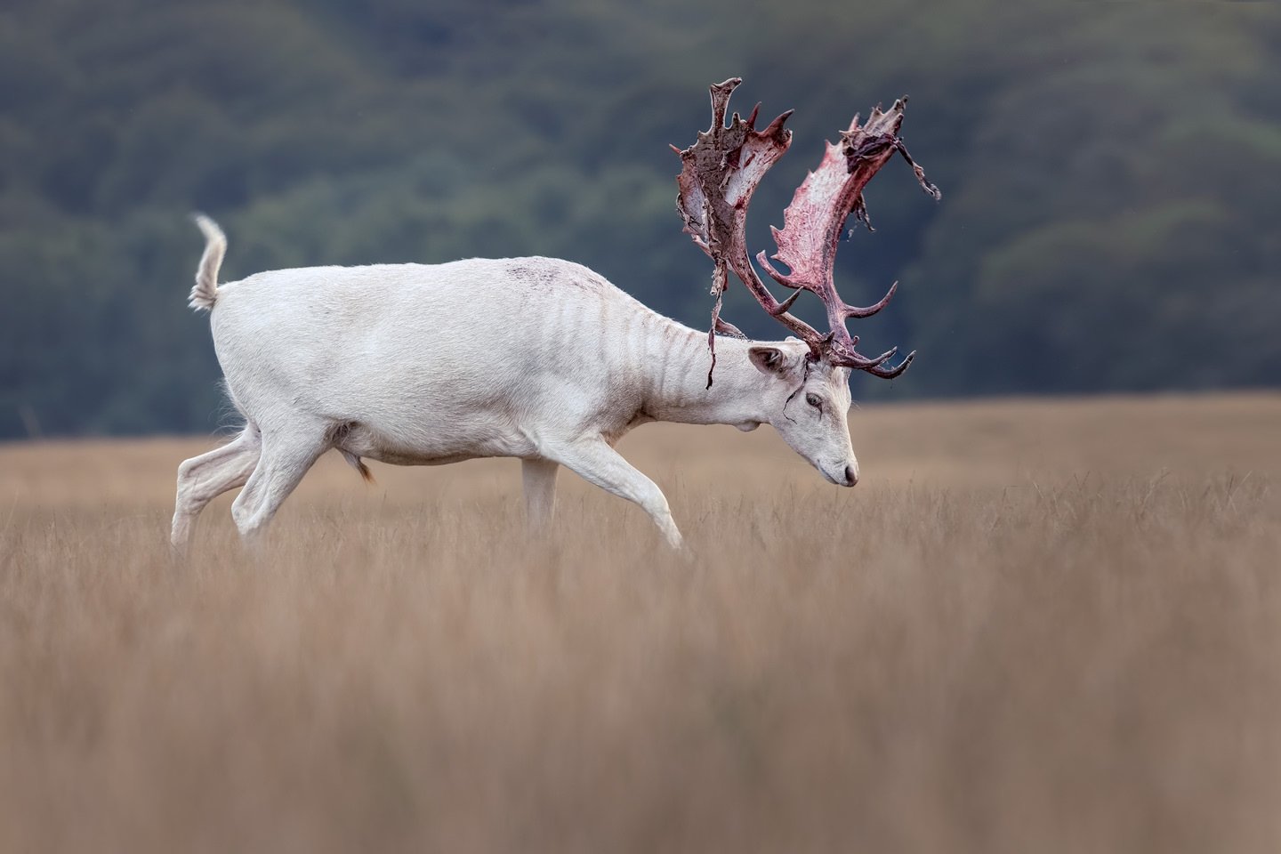 Fallow Deer (Dama dama)