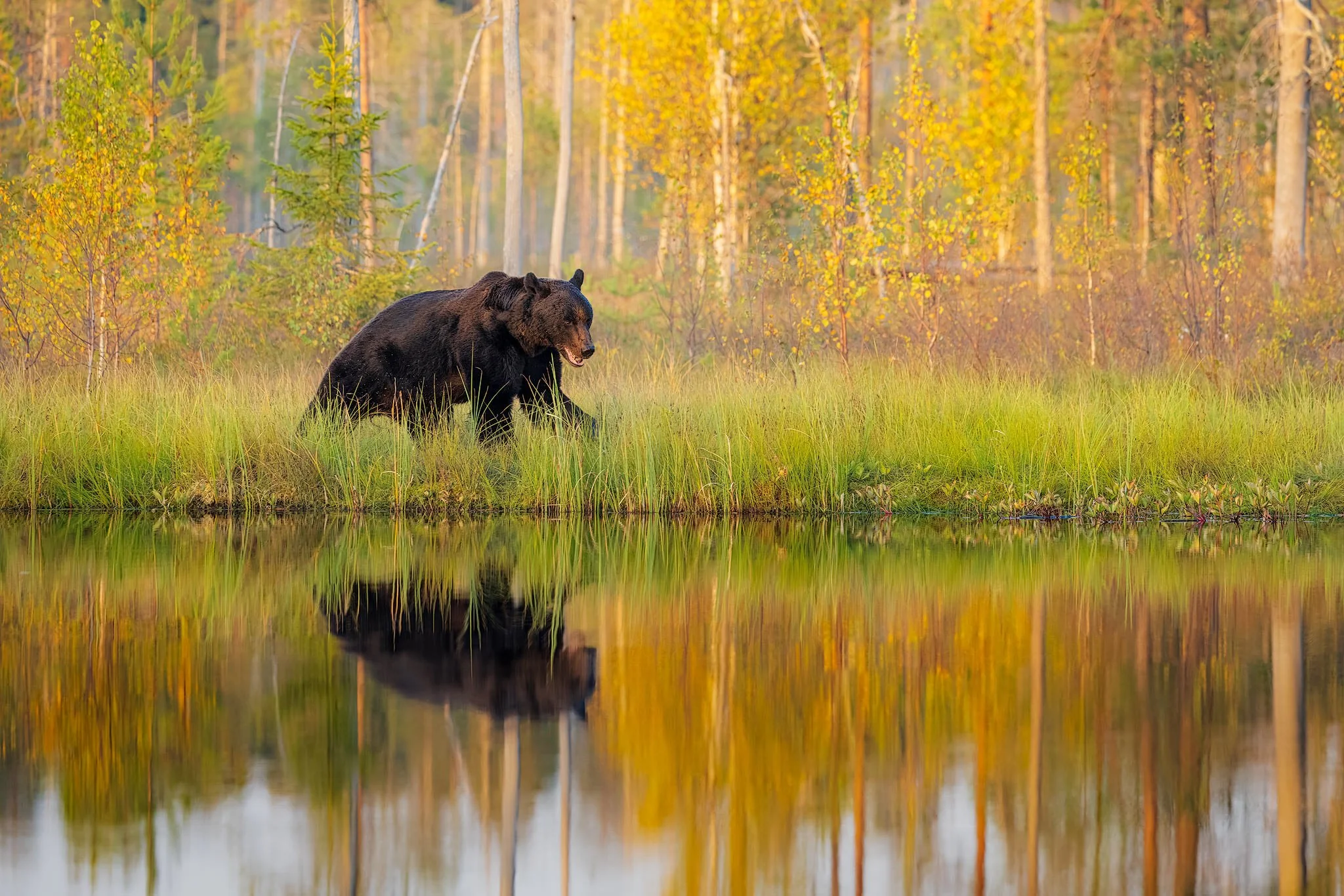 Brown bear (Ursus arctos)