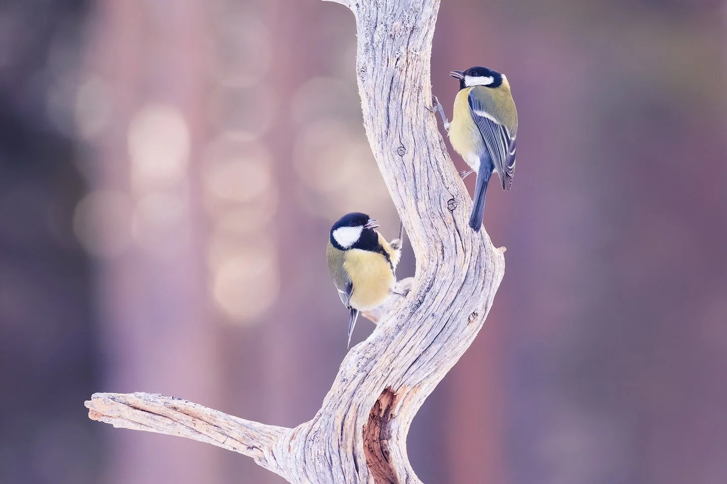 Great tit (Parus major)