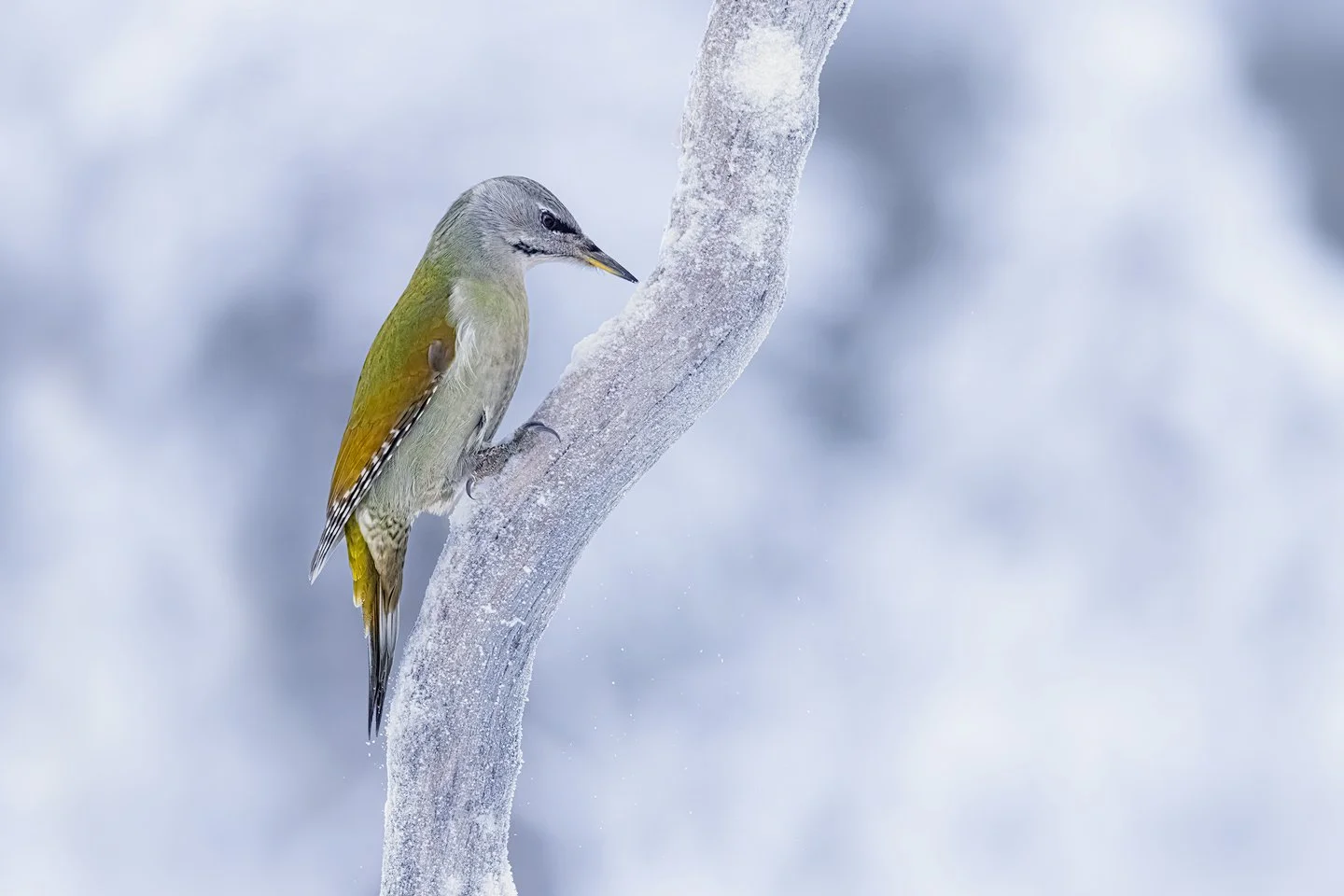 Grey-headed Woodpecker (Picus canus)