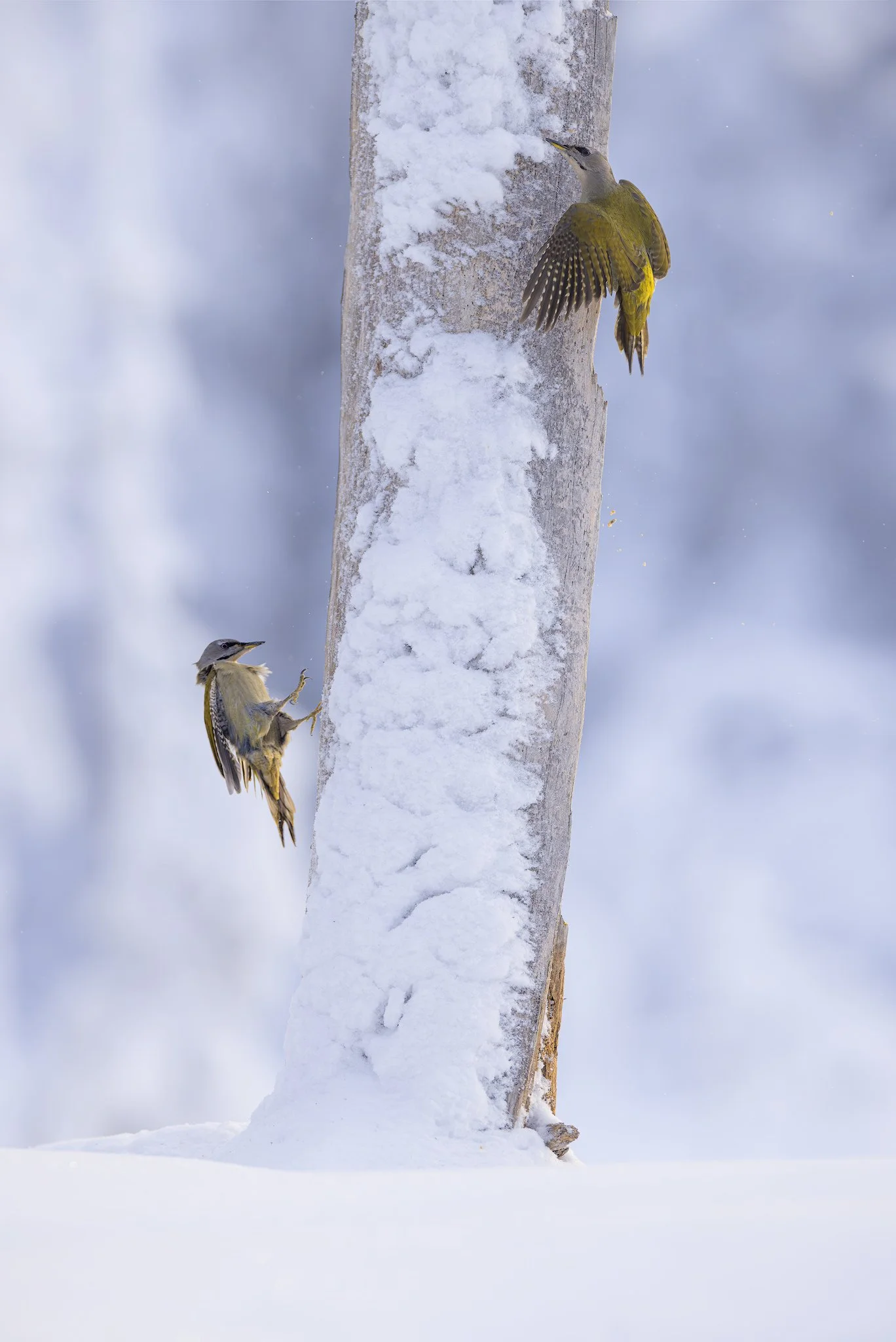 Grey-headed Woodpecker (Picus canus)