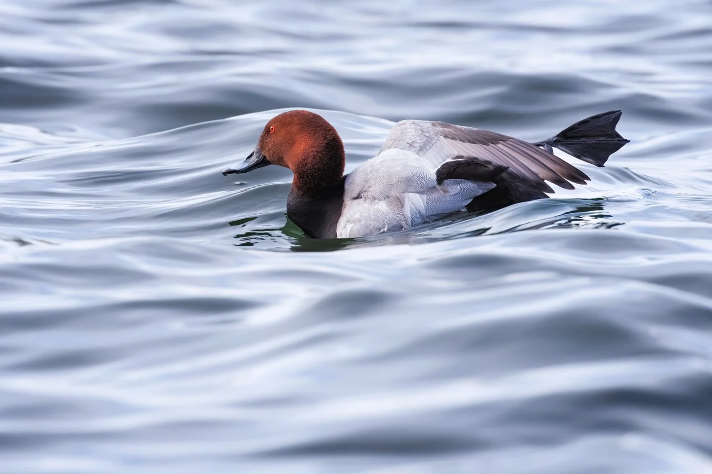 Common pochard (Aythya ferina)