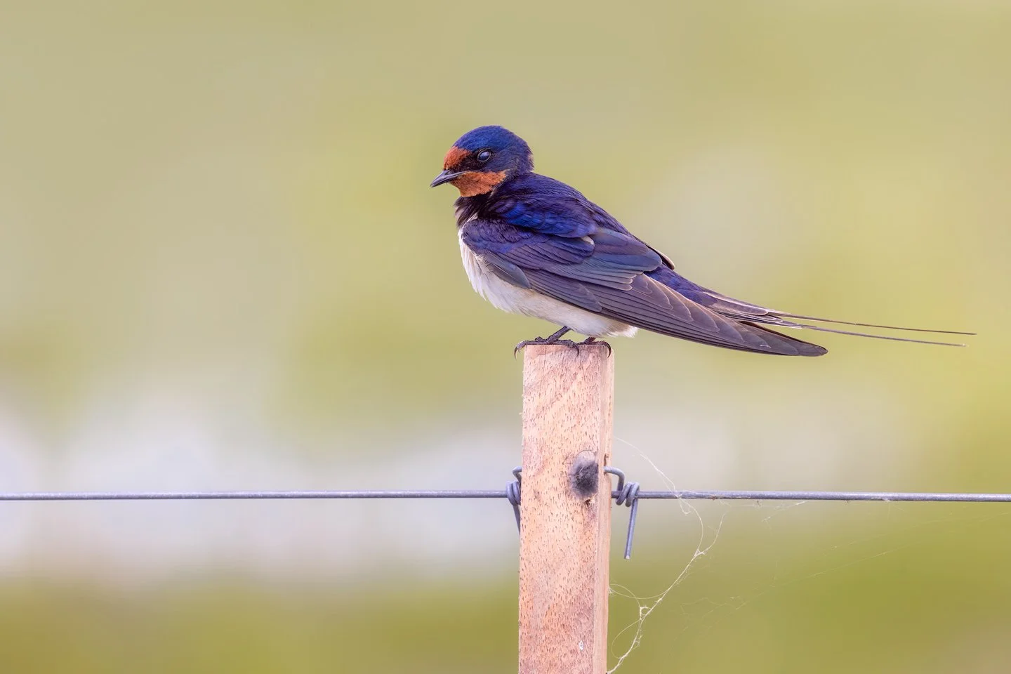 Barn swallow (Hirundo rustica)