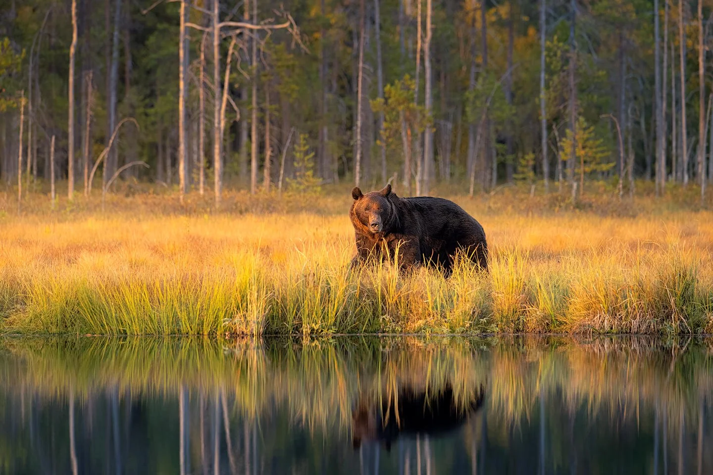 Brown bear (Ursus arctos)