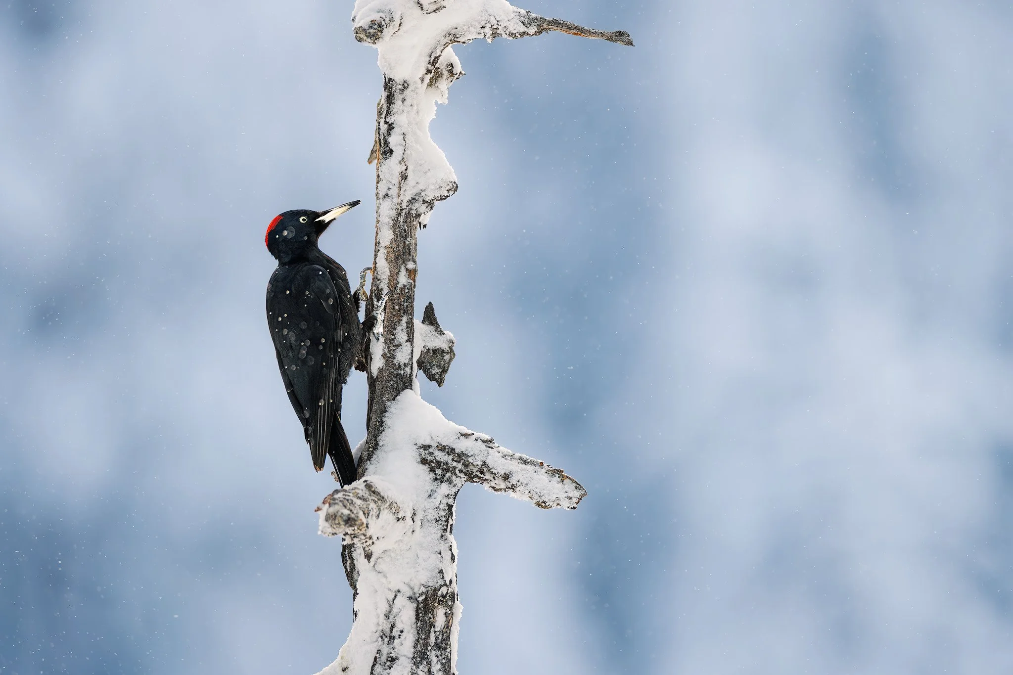 Black Woodpecker (Dryocopus martius)