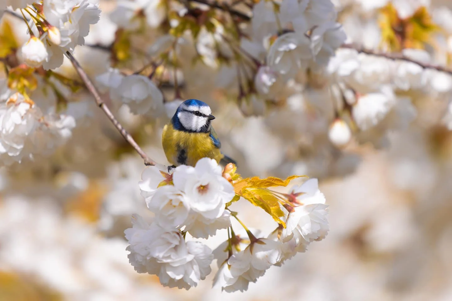  Blue tit (Cyanistes caeruleus) 