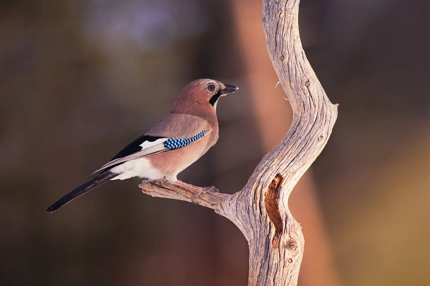 Eurasian jay (Garrulus glandarius)