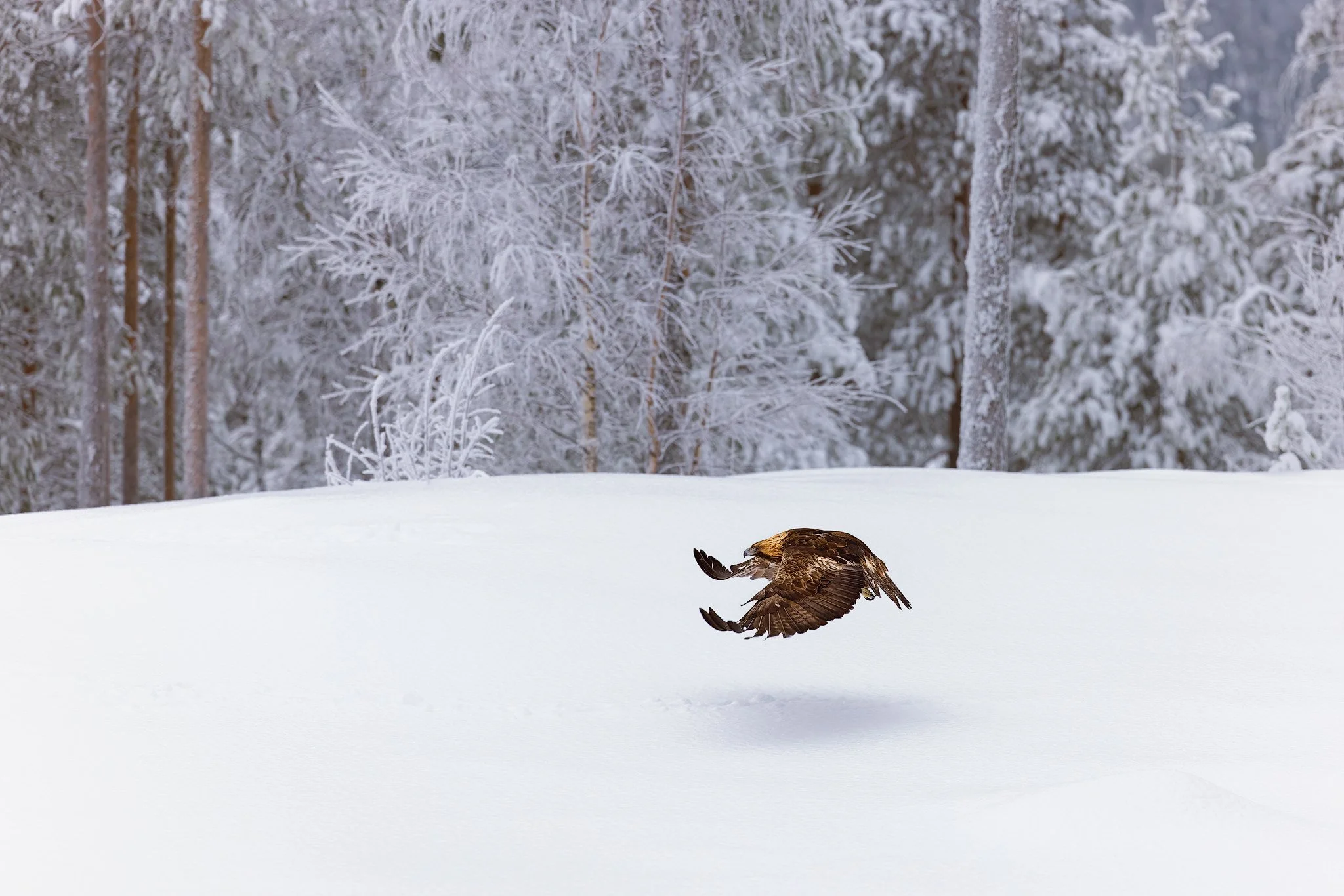 Golden Eagle (Aquila chrysaetos)