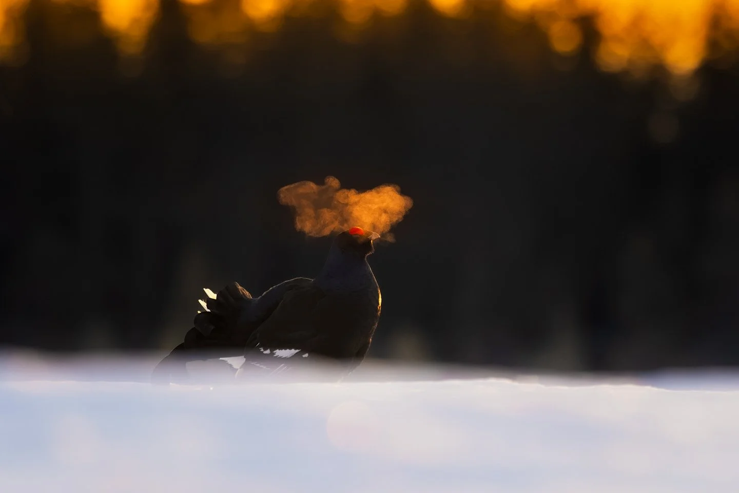 Black Grouse (Lyrurus tetrix)