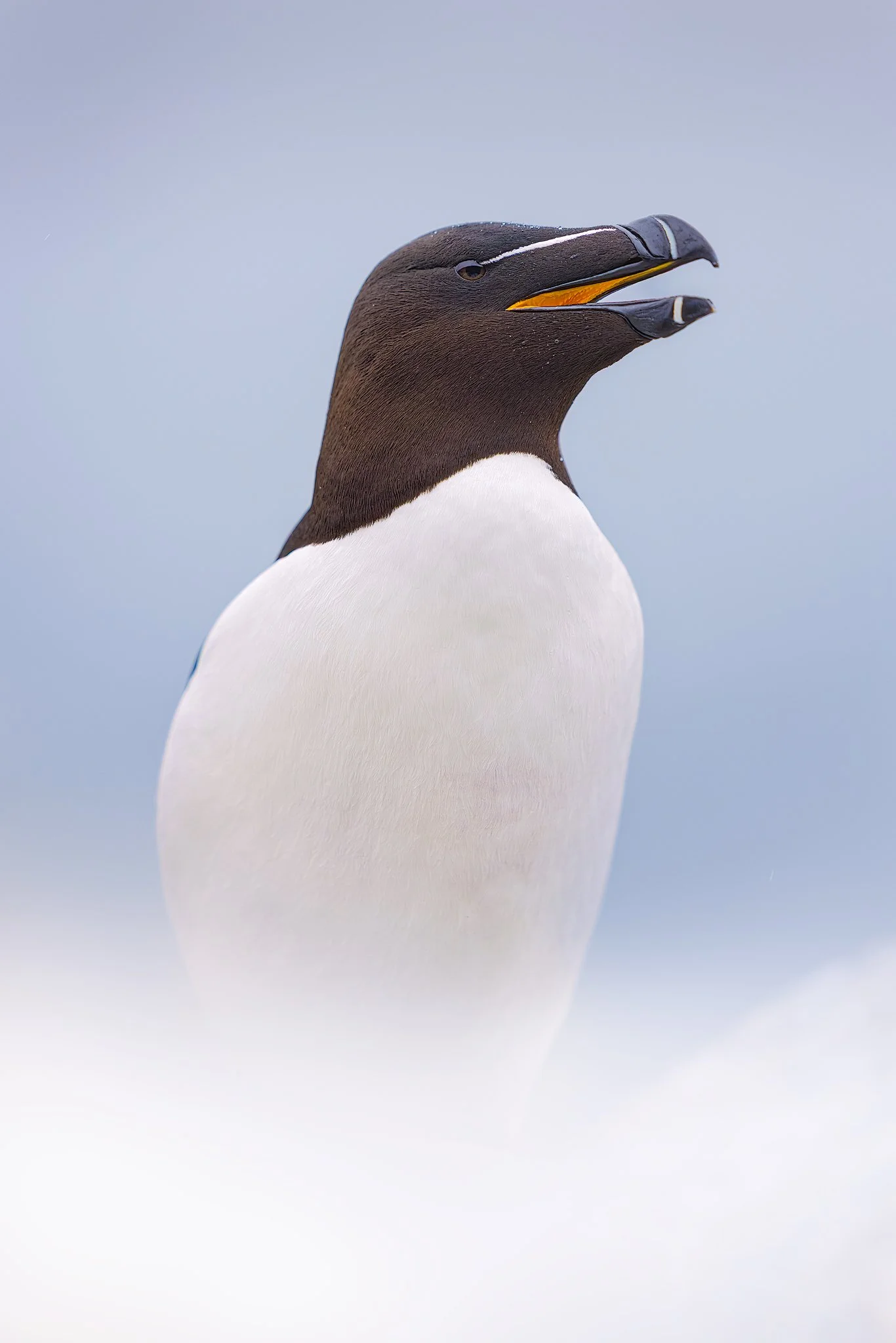 Razorbill (Alca torda)