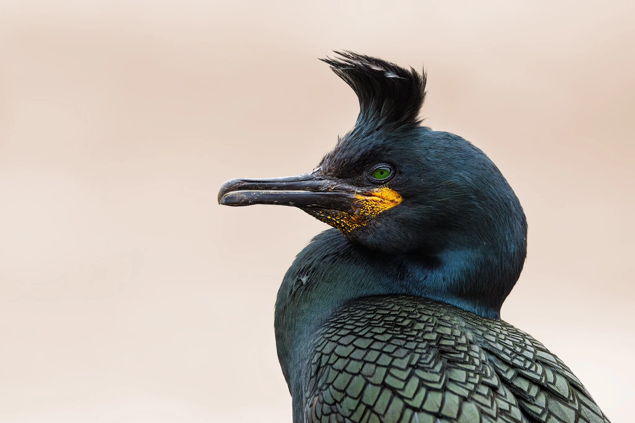 European shag (Phalacrocorax aristotelis)