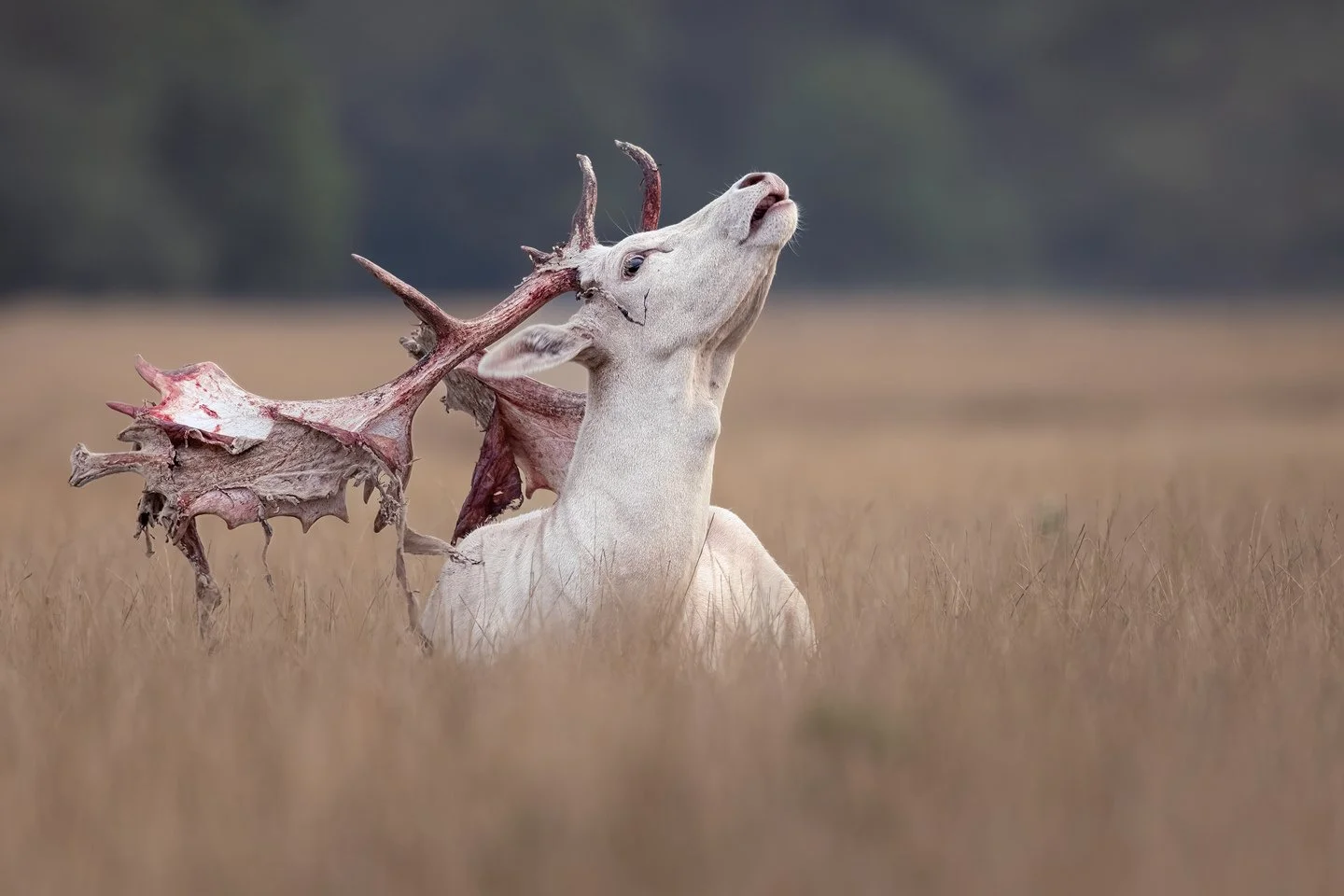 Leucistic european fallow deer (Dama dama)