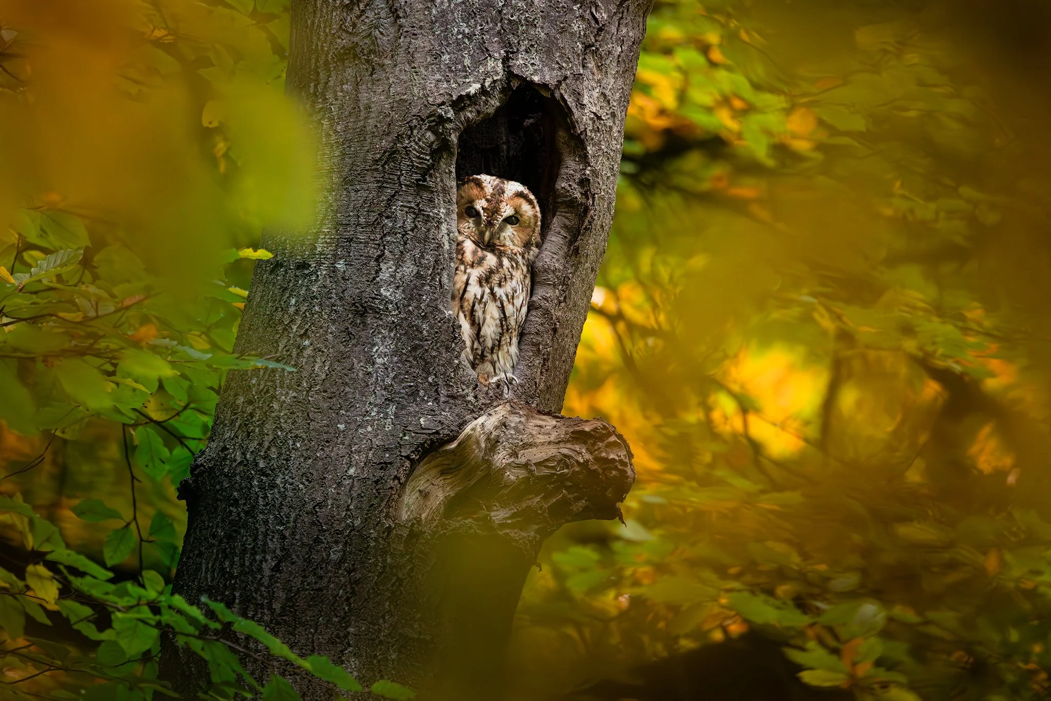 Tawny Owl (Strix aluc)