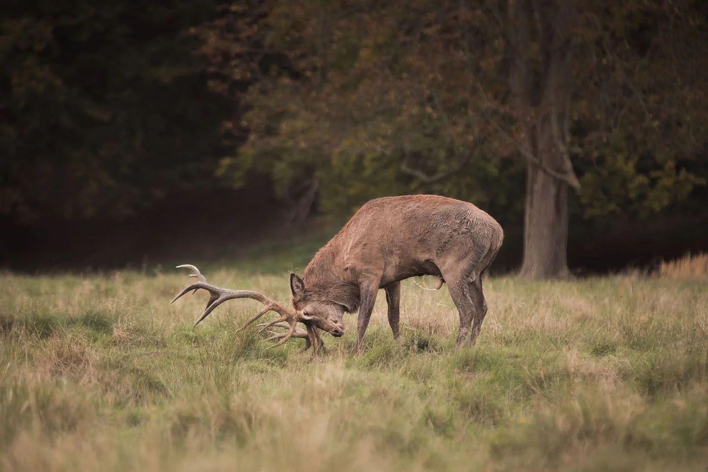 Red Deer (Cervus elaphus)