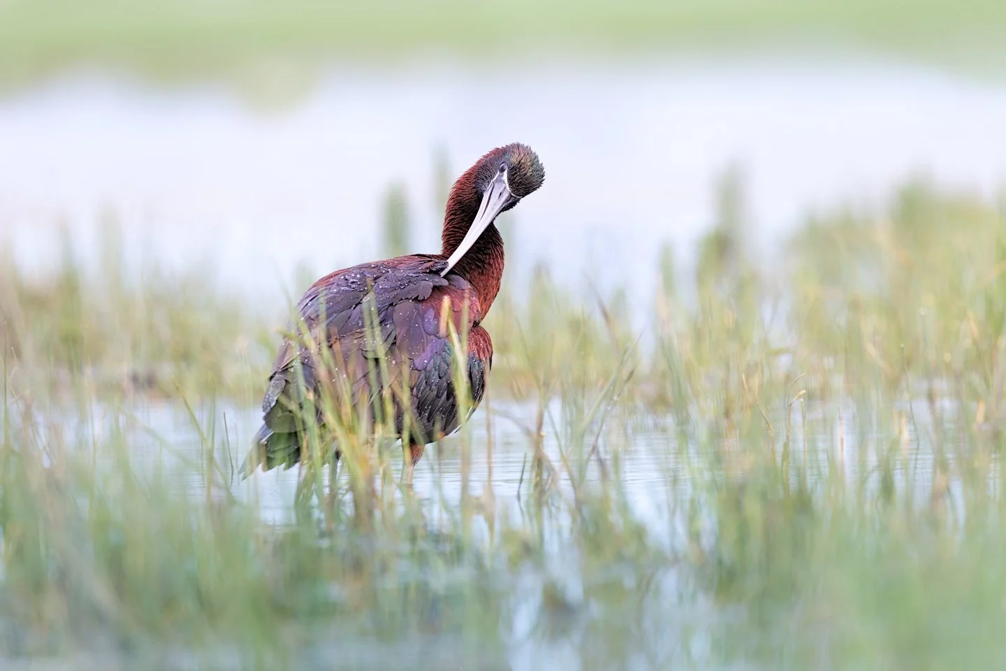 Glossy ibis (Plegadis falcinellus)