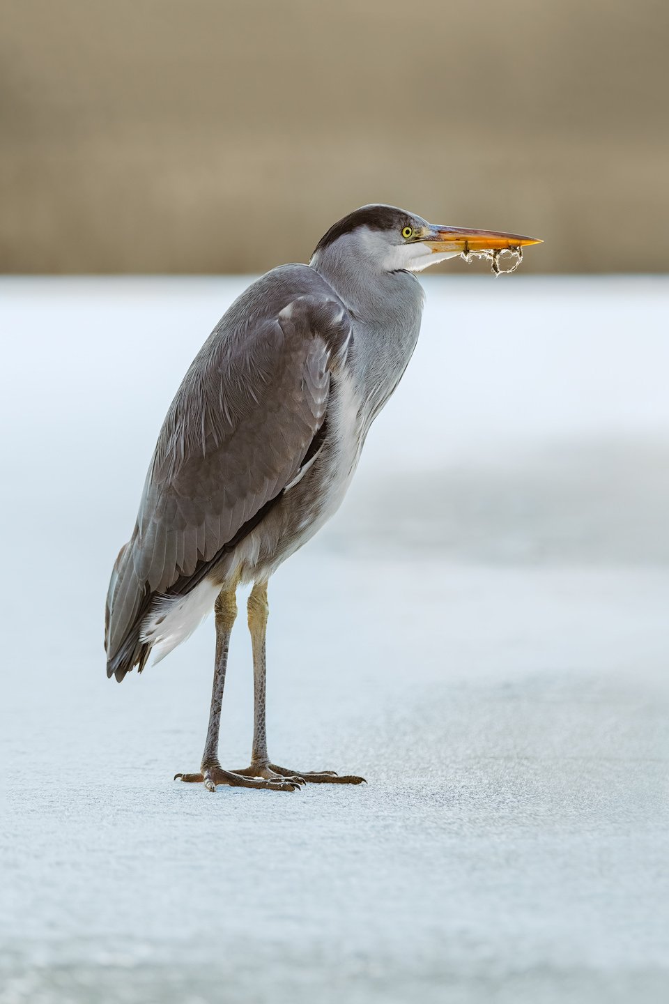 Gray heron (Ardea herodias)