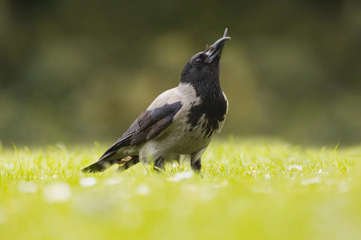 Hooded crow (Corvus corone cornix)