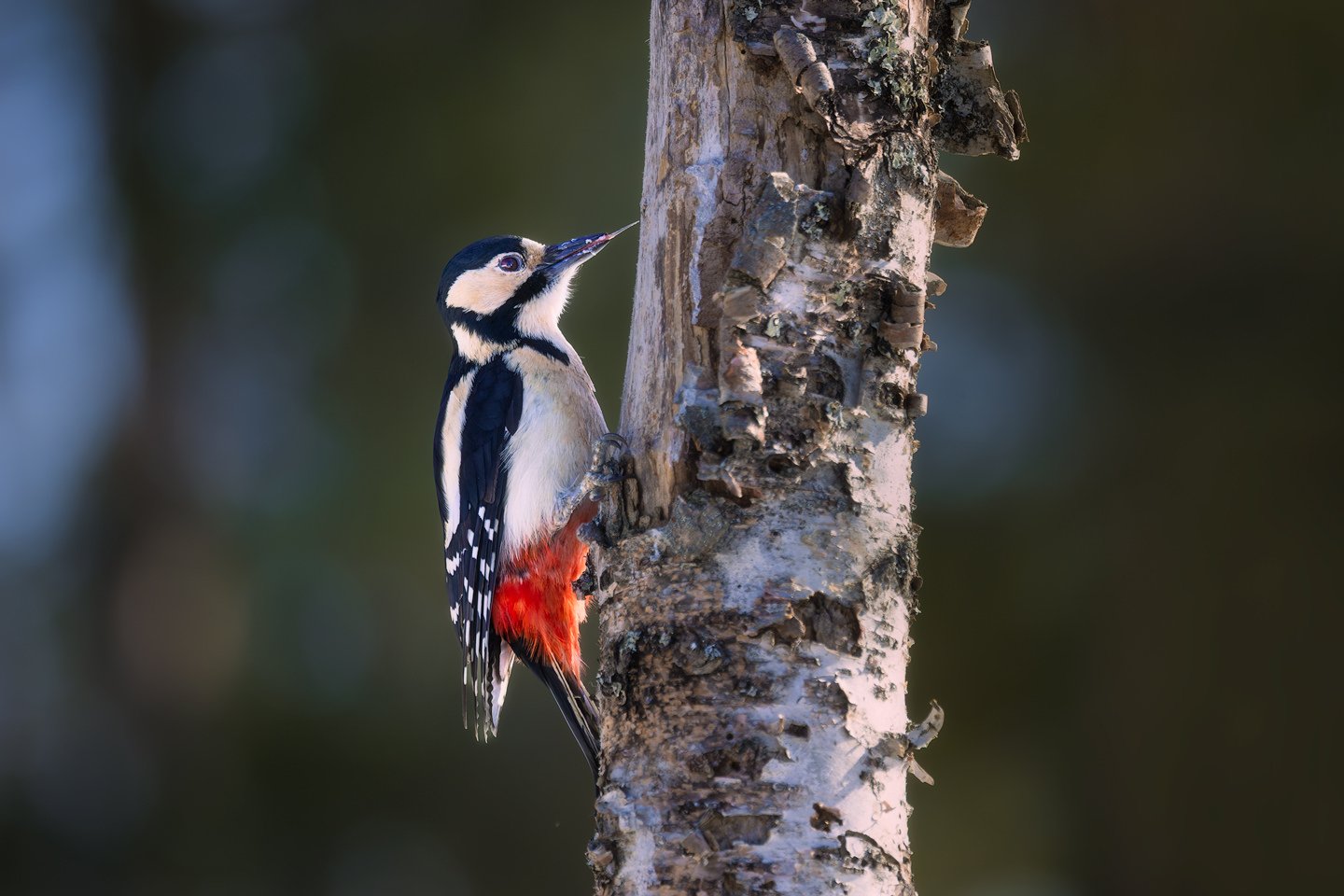 Great Spotted Woodpecker (Dendrocopos major)