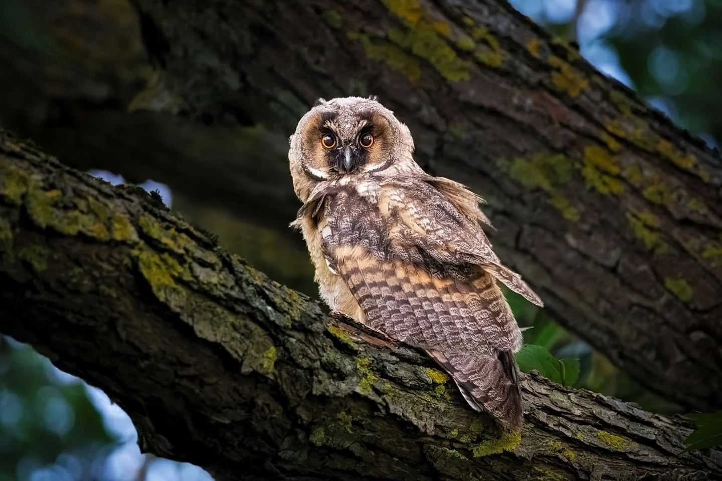 Long-eared owl (Asio otus) 