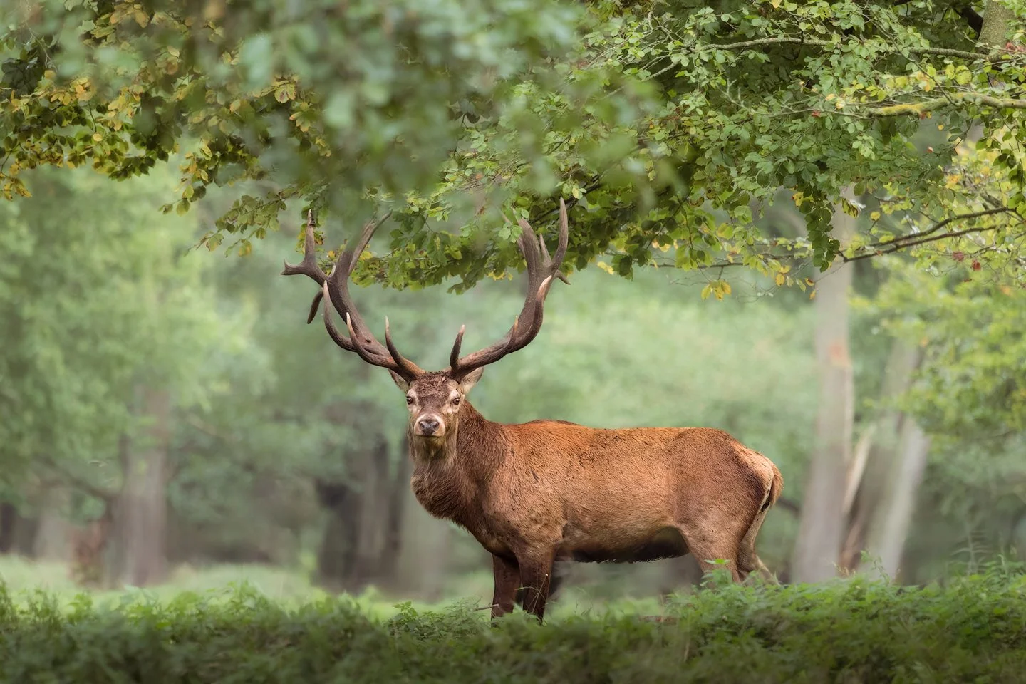 Red Deer (Cervus elaphus)