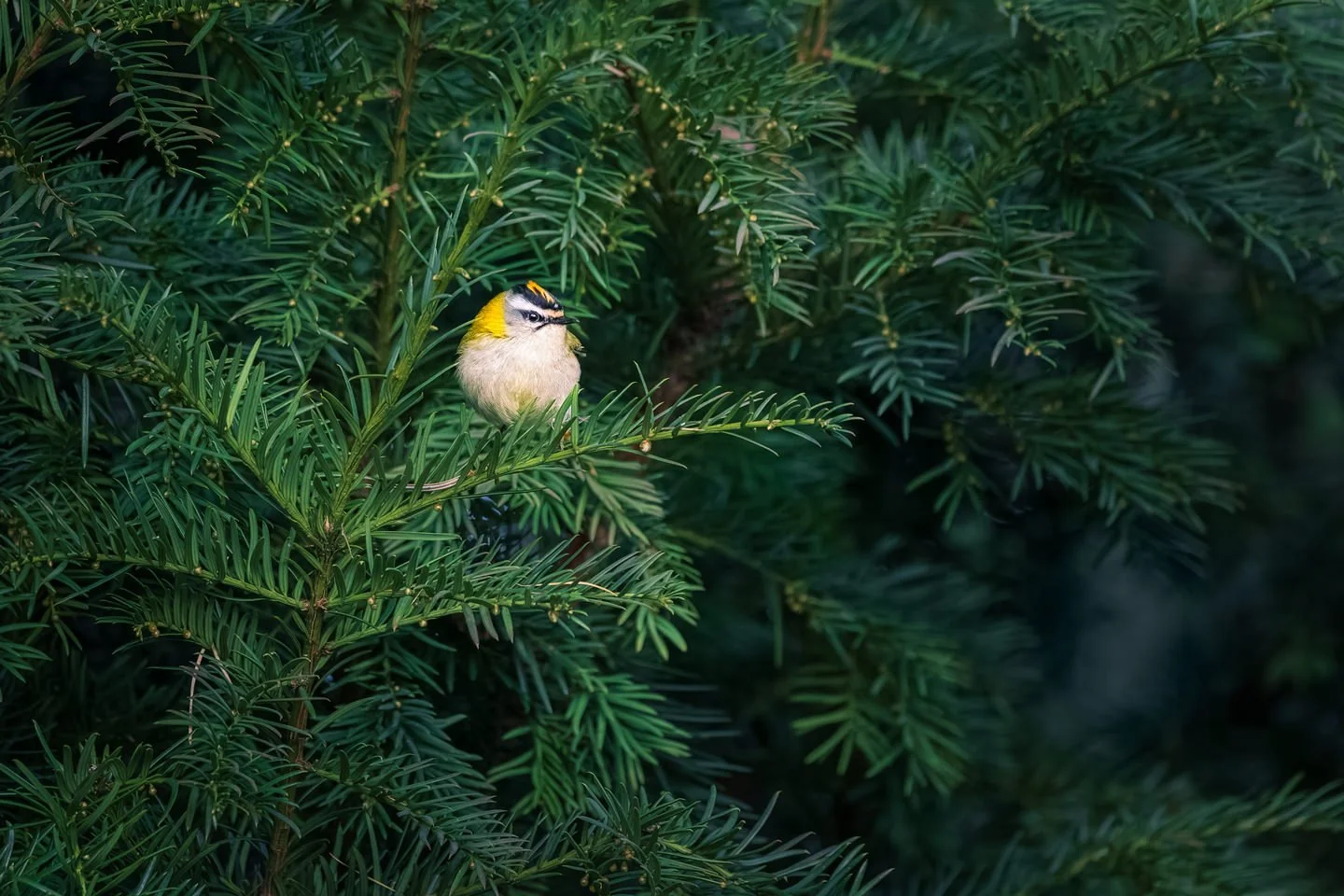 Firecrest (Regulus ignicapilla)