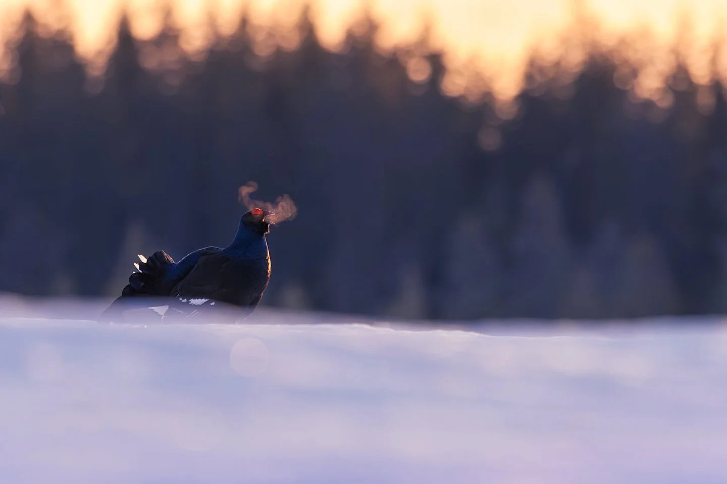 Black grouse (Lyrurus tetrix)