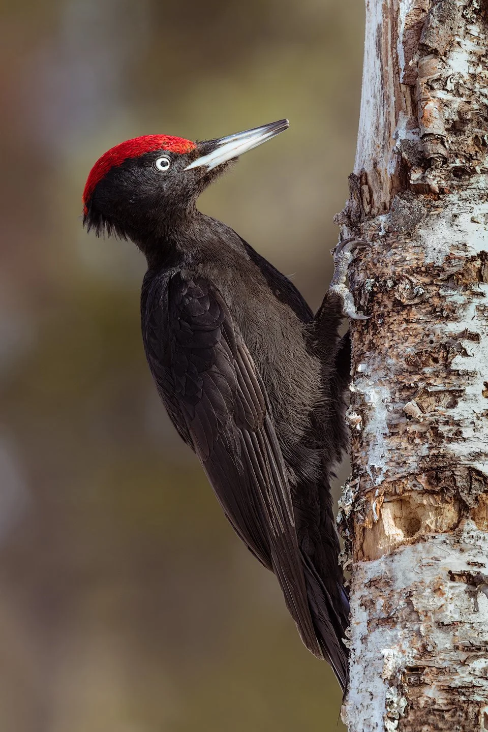 Black woodpecker (Dryocopus martius)